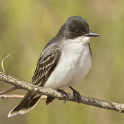 Note: dark head, white throat/breast/belly, and white-tipped tail.