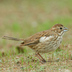 Juvenile. Note: large bluish bill and white wing patch.