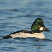 Male. Note: round white patch on face and clear white sides.