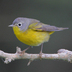 Male. Note: blue-gray head, yellow throat, and white eye ring.