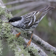 Male. Note: black cap and white cheeks.