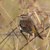 Nonbreeding. Note: long supercilium, dark eye line, and yellow undertail coverts.